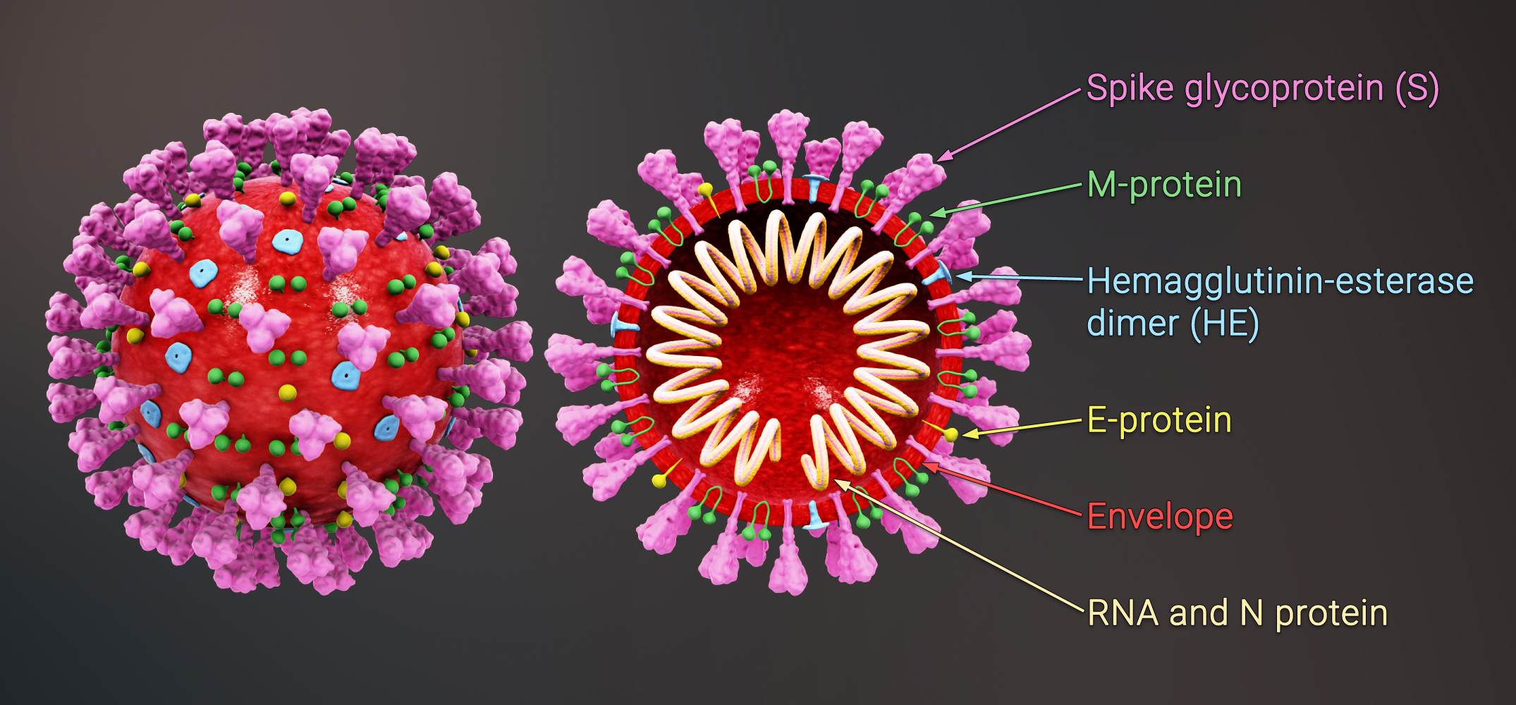 Cross-sectional model of a coronavirus
